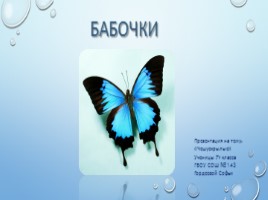 Бабочки, слайд 1