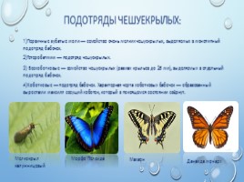 Бабочки, слайд 3