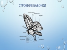 Бабочки, слайд 4