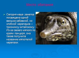 Дальневосточная черепаха, слайд 2