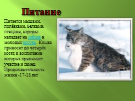 Амурский лесной кот, слайд 4