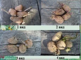 Исследовательская работа «Выращивание картофеля на приусадебном участке» Часть 1, слайд 10