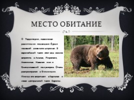 Медведь, слайд 5