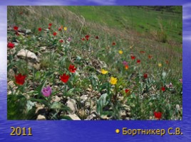 Красная книга Саратовской области (растения), слайд 14