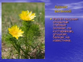 Красная книга Саратовской области (растения), слайд 2