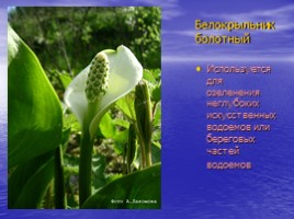Красная книга Саратовской области (растения), слайд 3