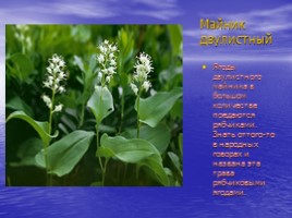Красная книга Саратовской области (растения), слайд 8