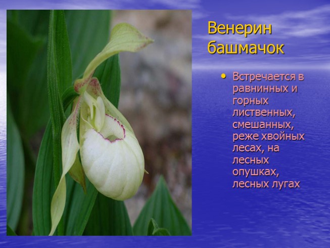 Презентация - Красная книга Саратовской области (растения)