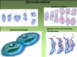 Половое и бесполое размножение, слайд 6