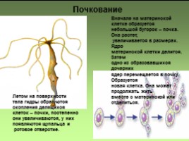 Половое и бесполое размножение, слайд 7