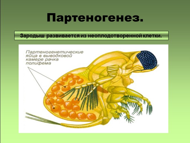 Презентация - Половое и бесполое размножение