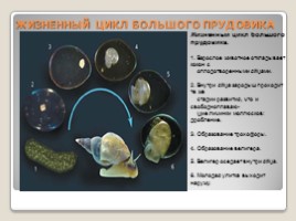 Лабораторная работа 7 класс «Тип Моллюски - Многообразие моллюсков», слайд 11