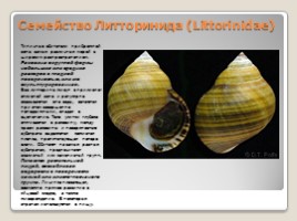 Лабораторная работа 7 класс «Тип Моллюски - Многообразие моллюсков», слайд 16