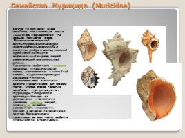 Лабораторная работа 7 класс «Тип Моллюски - Многообразие моллюсков», слайд 17