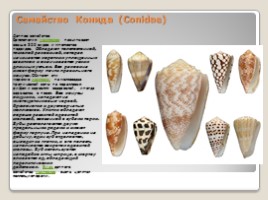 Лабораторная работа 7 класс «Тип Моллюски - Многообразие моллюсков», слайд 18