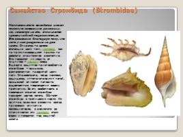 Лабораторная работа 7 класс «Тип Моллюски - Многообразие моллюсков», слайд 19