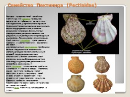 Лабораторная работа 7 класс «Тип Моллюски - Многообразие моллюсков», слайд 20
