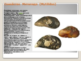 Лабораторная работа 7 класс «Тип Моллюски - Многообразие моллюсков», слайд 21