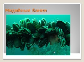 Лабораторная работа 7 класс «Тип Моллюски - Многообразие моллюсков», слайд 23