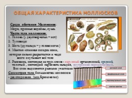 Лабораторная работа 7 класс «Тип Моллюски - Многообразие моллюсков», слайд 4
