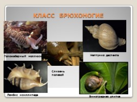 Лабораторная работа 7 класс «Тип Моллюски - Многообразие моллюсков», слайд 8