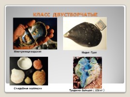 Лабораторная работа 7 класс «Тип Моллюски - Многообразие моллюсков», слайд 9