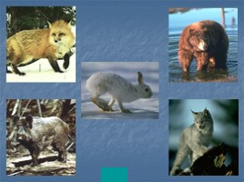 Окружающий мир 3 класс «Животные – часть природы - Роль животных в природе», слайд 11