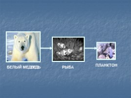 Окружающий мир 3 класс «Животные – часть природы - Роль животных в природе», слайд 4
