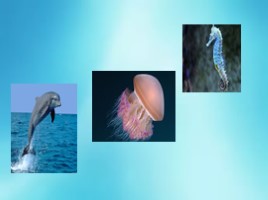 Животные Черноморского побережья: дельфин, медуза, морчкой конёк, слайд 2