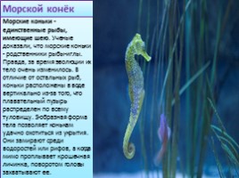 Животные Черноморского побережья: дельфин, медуза, морчкой конёк, слайд 5