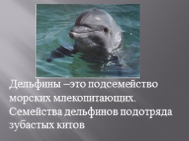 Дельфин, слайд 2