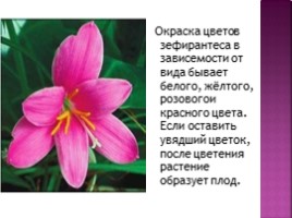 Комнатный цветок «Зефирантес», слайд 2