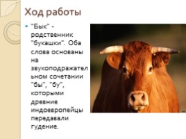 Исследовательская работа «Этимология названий домашних животных», слайд 14