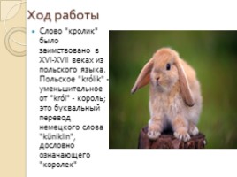 Исследовательская работа «Этимология названий домашних животных», слайд 16