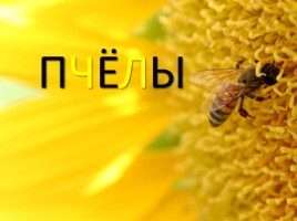 Пчёлы, слайд 1
