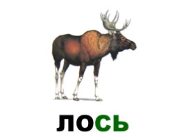 Лесные животные России, слайд 10