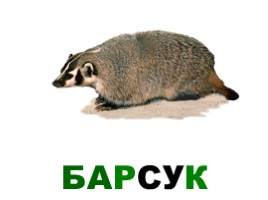 Лесные животные России, слайд 14