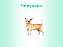 Породы собак (иллюстрации для младшего школьного возраста), слайд 12