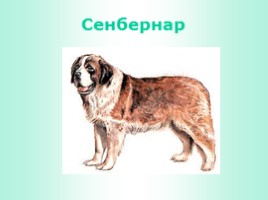 Породы собак (иллюстрации для младшего школьного возраста), слайд 18
