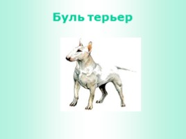 Породы собак (иллюстрации для младшего школьного возраста), слайд 5