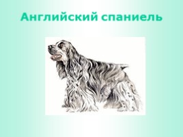 Породы собак (иллюстрации для младшего школьного возраста), слайд 7