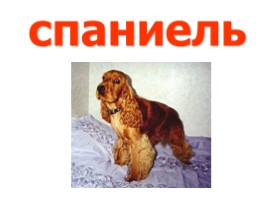 Разные породы собак (иллюстрации для младшего школьного возраста), слайд 8