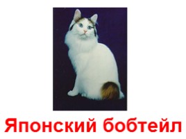 Кошки - домашние питомцы (иллюстрации для младшего школьного возраста), слайд 25