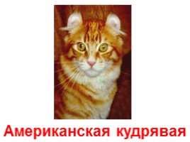 Кошки - домашние питомцы (иллюстрации для младшего школьного возраста), слайд 3