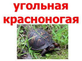 Черепахи (иллюстрации для младшего школьного возраста), слайд 10