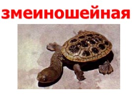 Черепахи (иллюстрации для младшего школьного возраста), слайд 5