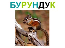 Грызуны (иллюстрации для младшего школьного возраста), слайд 3