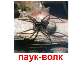 Виды пауков (иллюстрации для младшего школьного возраста), слайд 10