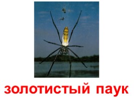 Виды пауков (иллюстрации для младшего школьного возраста), слайд 14
