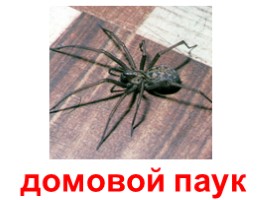 Виды пауков (иллюстрации для младшего школьного возраста), слайд 3